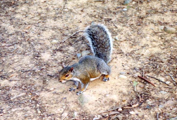 0173-nyc---central-park